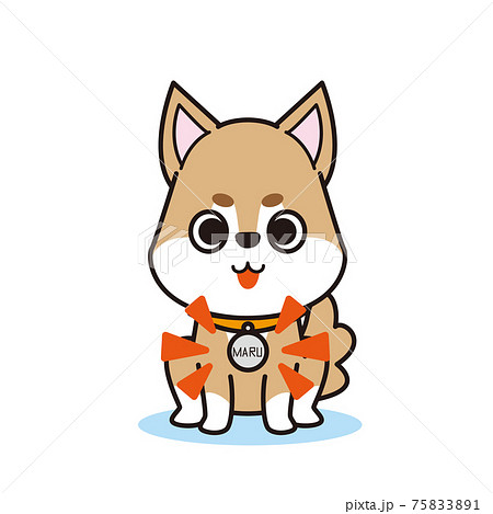 名札を付けた可愛いペットの柴犬 名札を付けた可愛いペットの柴犬 75833891