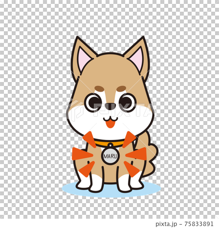 名札を付けた可愛いペットの柴犬 名札を付けた可愛いペットの柴犬 75833891