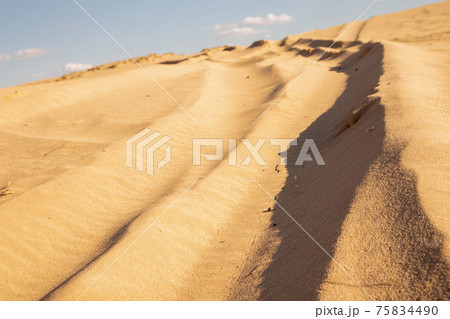 Sand waves in the desert. Bushes in the sand. Ukrainian nature. 75834490