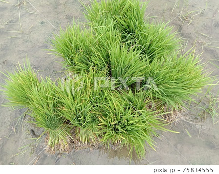 green colored paddy firm for harvest green colored paddy firm for harvest 75834555