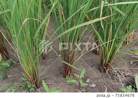 green colored paddy firm for harvest 75834676