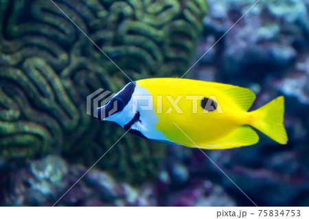 One spot foxface or Siganus unimaculatus finding algae to eat in coral reef 75834753