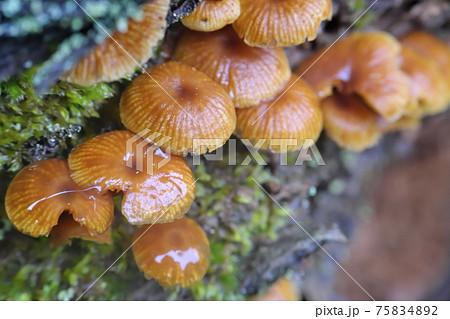キノコ 75834892