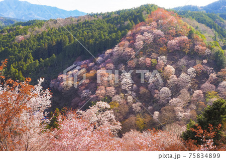 【奈良】吉野山の一目千本 桜の風景 【奈良】吉野山の一目千本 桜の風景 75834899