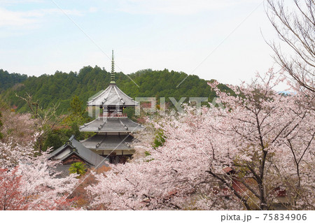 【奈良】吉野山の一目千本 桜の風景 75834906