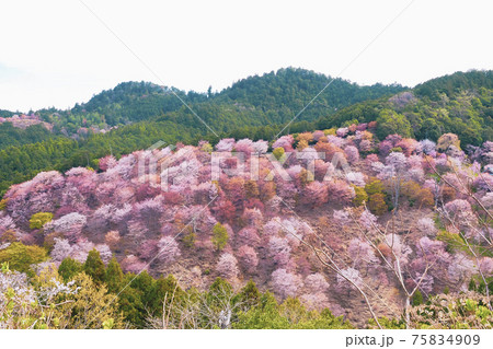 【奈良】吉野山の一目千本 桜の風景 【奈良】吉野山の一目千本 桜の風景 75834909