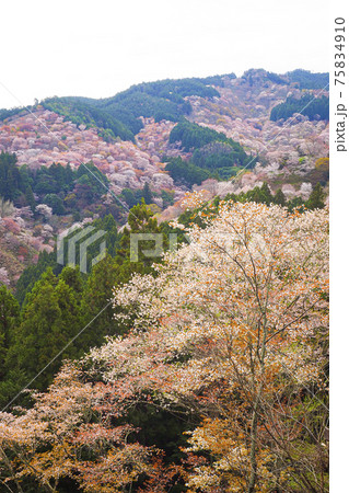 【奈良】吉野山の一目千本 桜の風景 75834910
