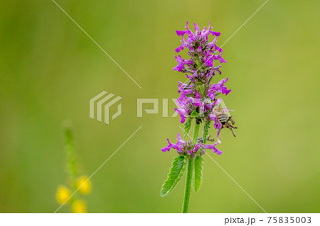 Close up of Betonica officinalis or Stachys officinalis commonly known as common hedgenettle, betony, purple betony, wood betony, bishopwort, or bishops wort 75835003