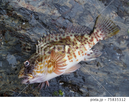 イソゴンべ 75835312