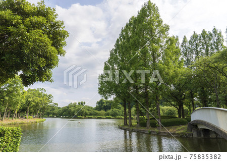 池と樹木の風景／上尾丸山公園（埼玉県上尾市） 75835382