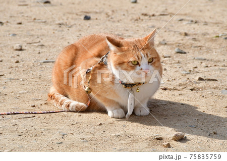 さんじゅうろー(猫)01 さんじゅうろー(猫)01 75835759