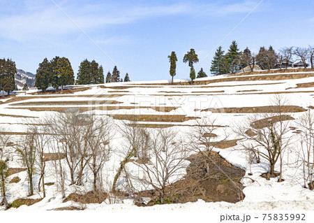 冬の長岡市山古志 棚田の風景 75835992