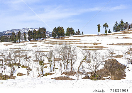 冬の長岡市山古志 棚田の風景 75835993