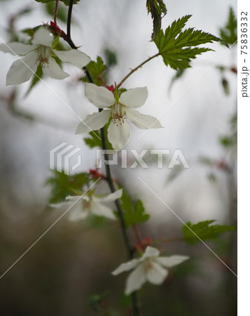 春の野に咲くモミジイチゴ 75836332