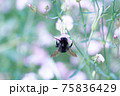 花の蜜を集めるミツバチ 75836429