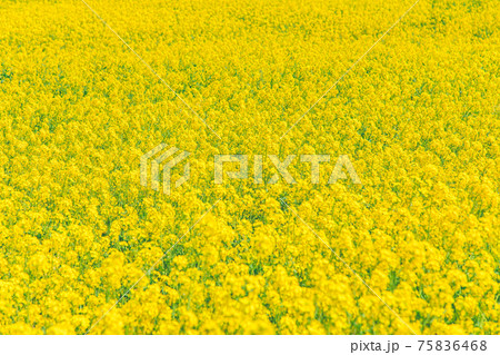 菜種 花 花畑 75836468