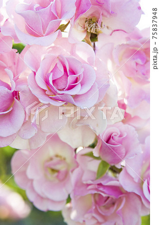 薔薇園にピンク色と白色の薔薇の花が咲いています。このバラの名前はセレッソです。 薔薇園にピンク色と白色の薔薇の花が咲いています。このバラの名前はセレッソです。 75837948