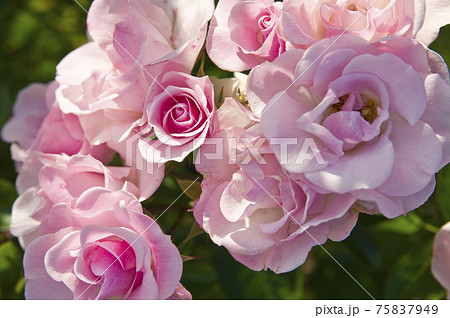 薔薇園にピンク色と白色の薔薇の花が咲いています。このバラの名前はセレッソです。 75837949