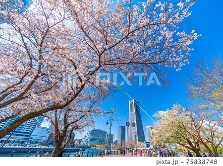 日本の横浜都市景観　未来的な“空中交通”「YOKOHAMA AIR CABIN」と桜などを望む 75838748