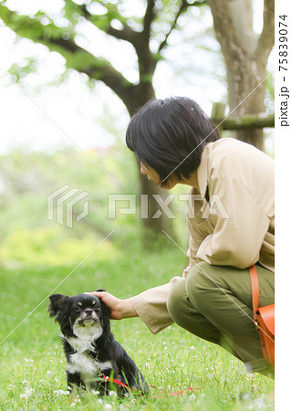 芝生の上で見つめ合う愛犬家の女性と黒いチワワ 芝生の上で見つめ合う愛犬家の女性と黒いチワワ 75839074