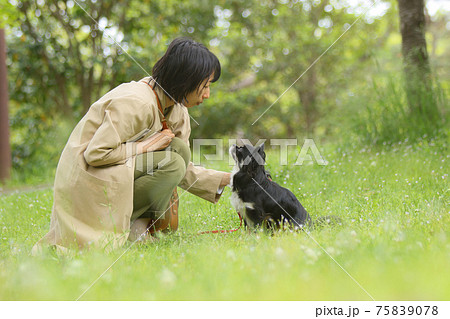 芝生の上で見つめ合う愛犬家の女性と黒いチワワ 75839078