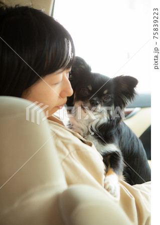 助手席で座る女性に抱っこされる黒いチワワの写真素材
