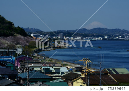 走水水源地の桜と富士山 75839645