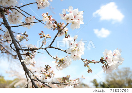 例年より早く開花した桜 75839796