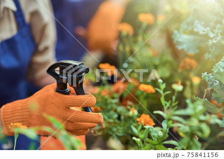 Hand in gloves spraying water on blooming flowers Hand in gloves spraying water on blooming flowers 75841156