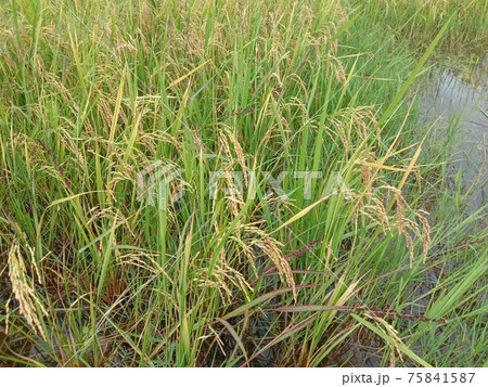 ripe paddy frim for harvest ripe paddy frim for harvest 75841587