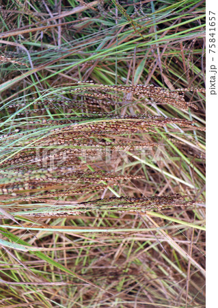 ripe paddy frim for harvest ripe paddy frim for harvest 75841657