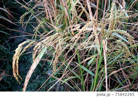 ripe paddy firm for harvest 75842265