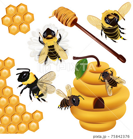 Set Honey Bee Wasp Bumblebee Honeycomb のイラスト素材