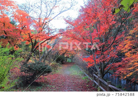 市川市大町自然観察園 もみじ山 市川市大町自然観察園 もみじ山 75842588
