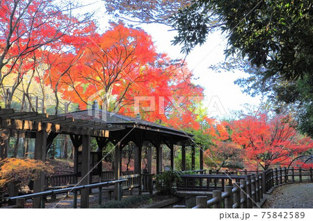 市川市大町自然観察園 もみじ山 市川市大町自然観察園 もみじ山 75842589