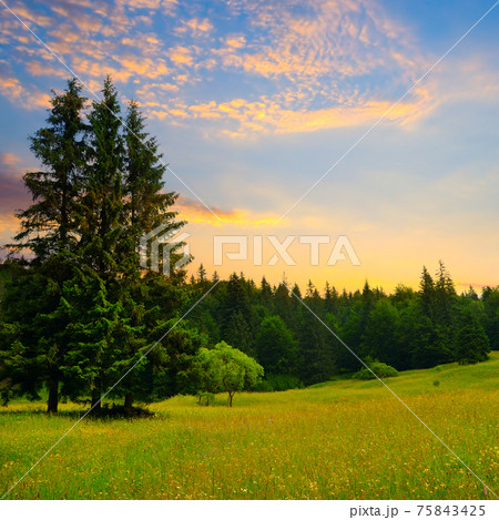 Fir trees on meadow. Fantastic day with blooming hills in warm sunlight at twilight. 75843425