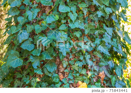 Climbing plant on a tree trunk. Natural background 75843441