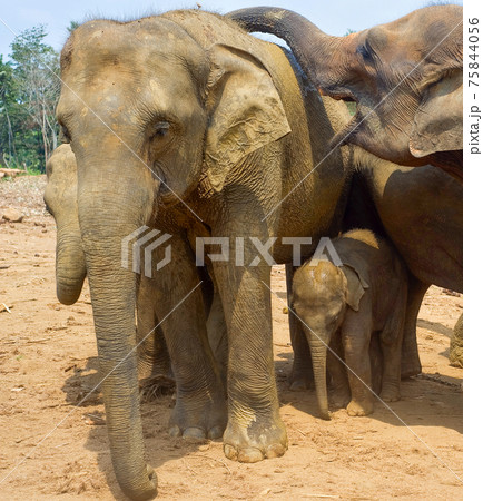 Pinnawala Elephants Orphanage. Sri Lanka 75844056
