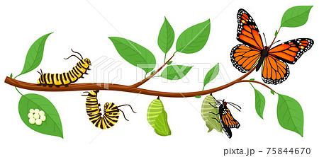 Butterfly life cycle. Cartoon caterpillar... - Stock Illustration  [75844670] - PIXTA