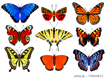 Cartoon butterflies. Flying colorful insects, spring butterfly moth insect, summer garden flying butterflies. Butterfly insects vector illustration set 75844671