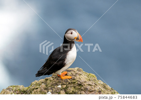 Famous faroese bird puffin closeup 75844683