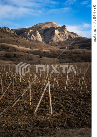 Winter sunset in the vineyard of Crimea. Moody sky Winter sunset in the vineyard of Crimea. Moody sky 75844730