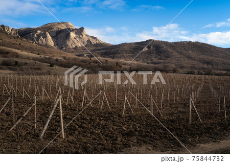 Winter sunset in the vineyard of Crimea. Moody sky Winter sunset in the vineyard of Crimea. Moody sky 75844732