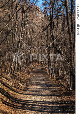 Trail without people going through winter forest. There are no leaves on trees. Sun casts a shadow from trunks on path Trail without people going through winter forest. There are no leaves on trees. Sun casts a shadow from trunks on path 75844741