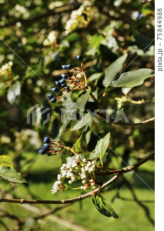 Viburnum tree with white flowers 75844986