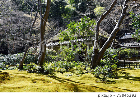 祇王寺 苔庭と本堂 京都市嵯峨野 祇王寺 苔庭と本堂 京都市嵯峨野 75845292