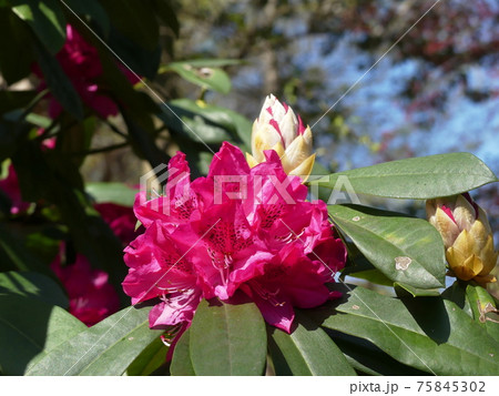 シャクナゲ Rhododendron シャクナゲ Rhododendron 75845302