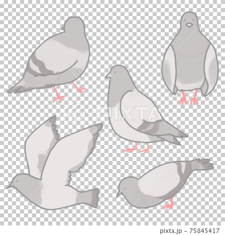 鳩 鳩 75845417