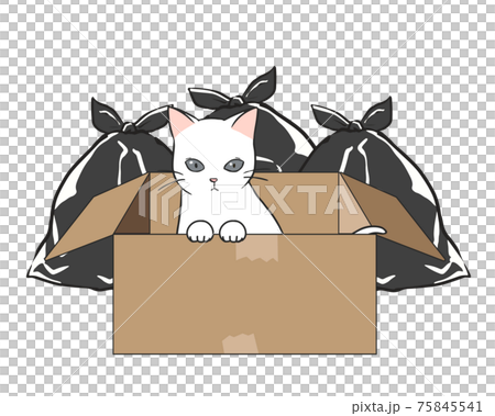 Abandoned cat Garbage dump White cat 75845541