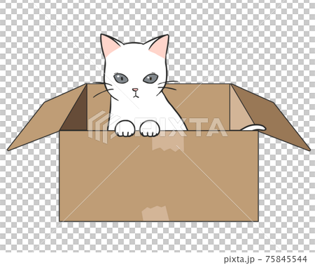 Abandoned cat White cat 75845544